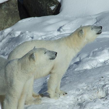 فندق رانوافي  Lapland Igloo المظهر الخارجي الصورة