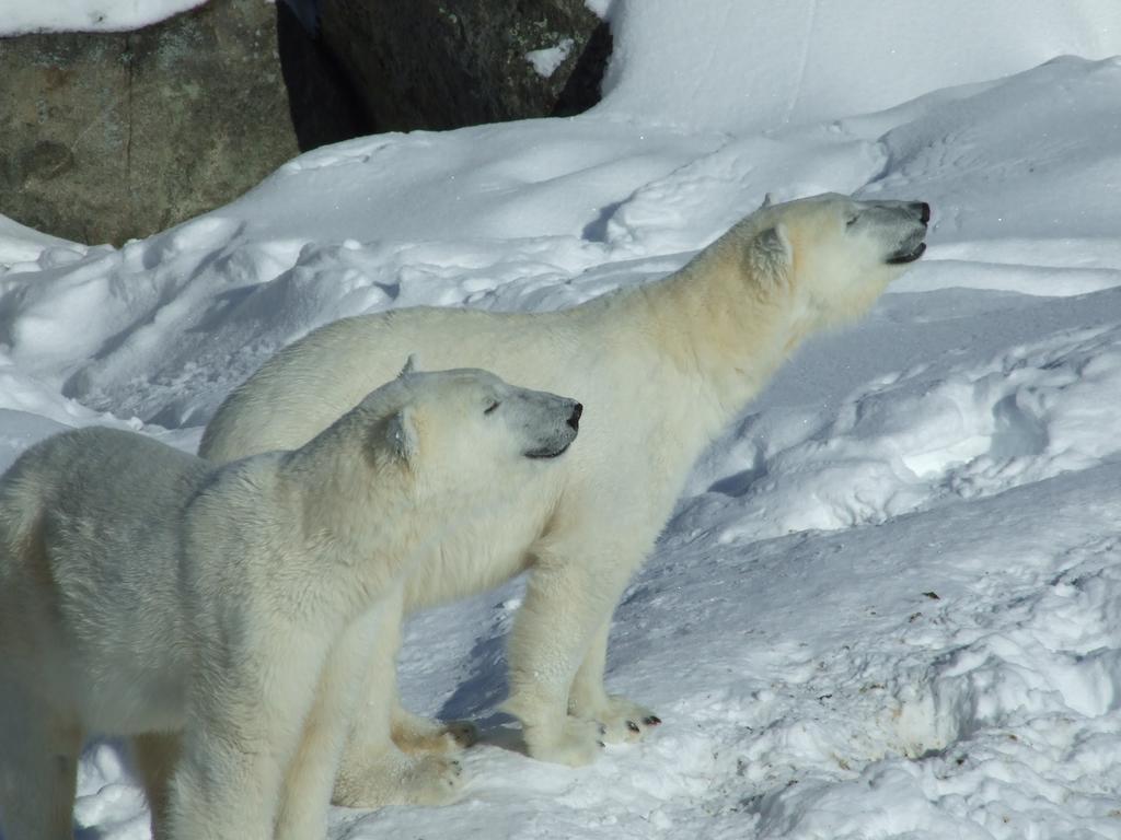 فندق رانوافي  Lapland Igloo المظهر الخارجي الصورة