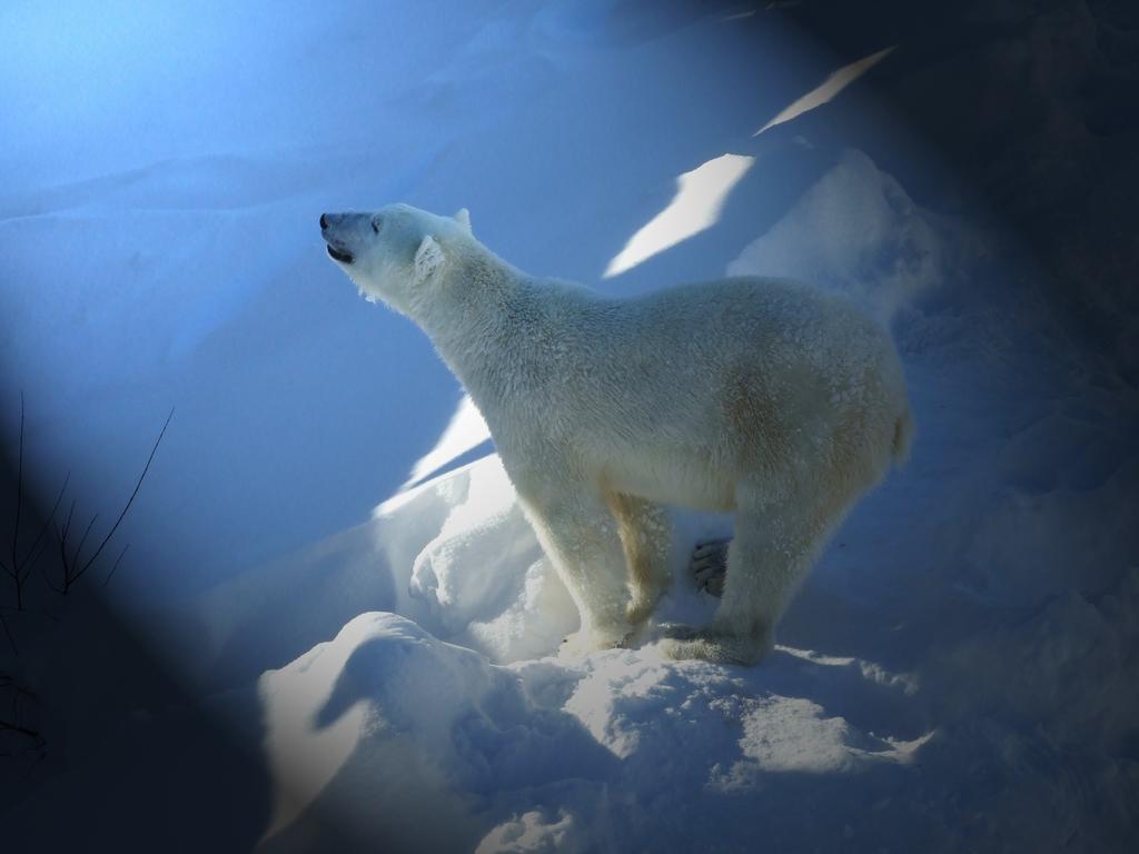 فندق رانوافي  Lapland Igloo المظهر الخارجي الصورة